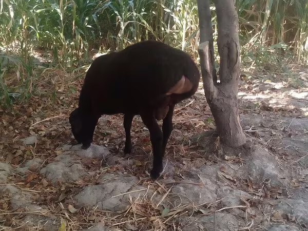 Carneiro, Ovelhas