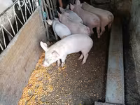 Kanec, Prasata — foto 4