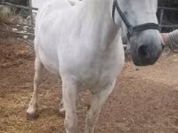 母马, Horses — 照片 1