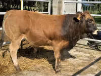 Bika, Partenaise cattle — 2. fotó