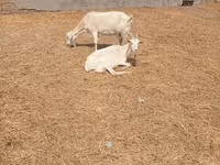Cabra, Toggenburg goat — foto 4