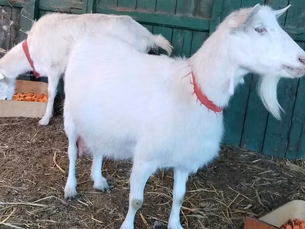 Nőstény kecske, Pomellata goat