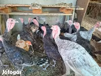 Turkeys — फ़ोटो 1