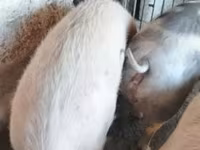母猪, Pigs — 照片 1