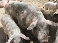 Säue, Schweine — Foto 2