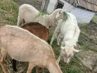 Kos, Merino sheep — 1. fotó