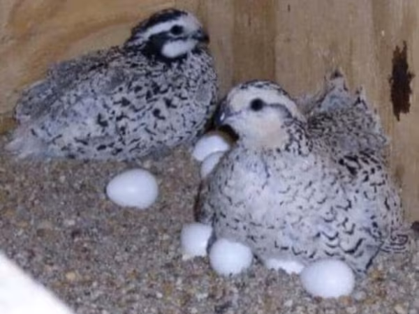 Bobwhite