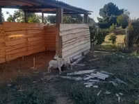 Sheep, Sheep — photo 4