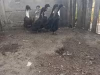Geese — Foto 3