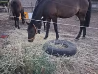 حصان, Nonius horse — الصورة 1