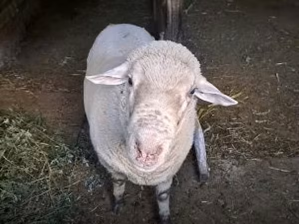 كبش, Merino sheep