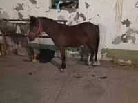 घोड़ा, घोड़े — फ़ोटो 1