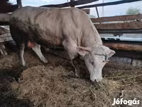 ثور, Charolais cattle — الصورة 4