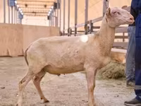 Beran, East Friesian Dairy sheep — foto 1