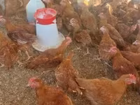 Chickens — zdjęcie 3