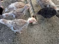 Turkeys — foto 2