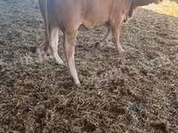 Byk, Simmental cattle — zdjęcie 2