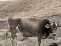 गाय, मवेशी — फ़ोटो 3