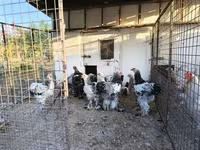 Brahma — foto 3
