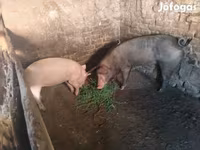 Säue, Schweine — Foto 4