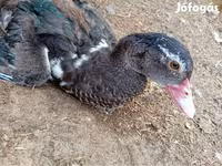 Ducks — الصورة 4