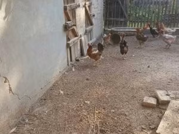 Chickens — Węgry