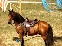 Hing, Tennessee Walking Horse — 5. fotó