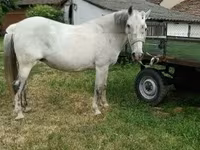 Бие, Hungarian horse breed — 2-сурет