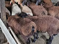 Kozel, Boer goat — foto 4