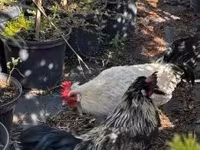 Bantam Japonesa — foto 2