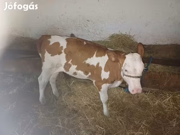 Bika, Simmental cattle — Magyarország