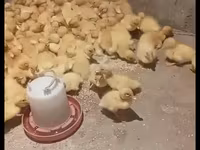 Német Pekin — 2. fotó