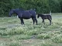 母马, Nonius horse — 照片 3