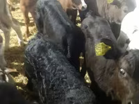 Cattle (batch, sex not specified), Simmental cattle — photo 8
