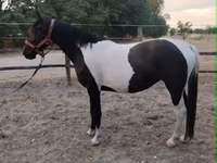 Kanca, Appaloosa — 1. fotó