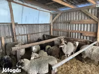 Carnero, Merino sheep — foto 4
