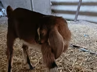 Billy Goat, Nubian Goat — photo 7