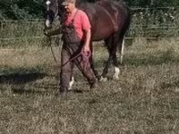 Hengst, Dutch warmblood horse — Foto 5