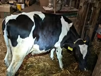 Bull, Holstein breed — photo 1