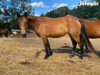 Yegua, Nonius horse — foto 3