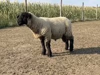 公羊, White Suffolk sheep — 照片 3