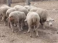 Schaf, Schafe — Foto 2