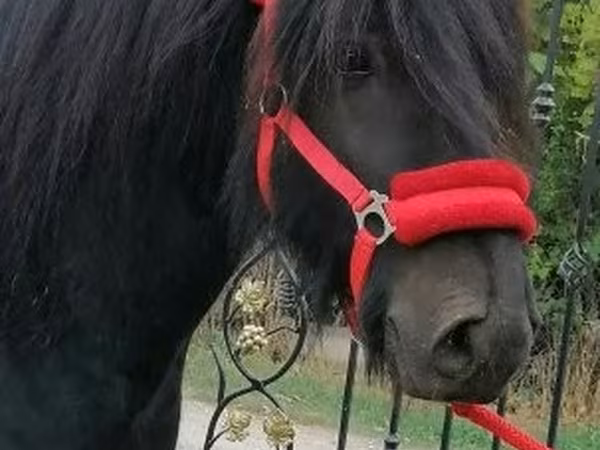 Kůň, Fell pony