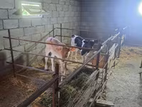 Vaca, Raça Holstein — foto 1