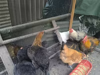 Chickens — 2. fotó