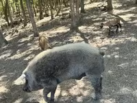 Boar, Мангалица — photo 1