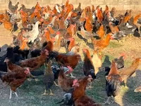 Chickens — फ़ोटो 1
