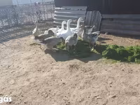 Geese — 3. fotó
