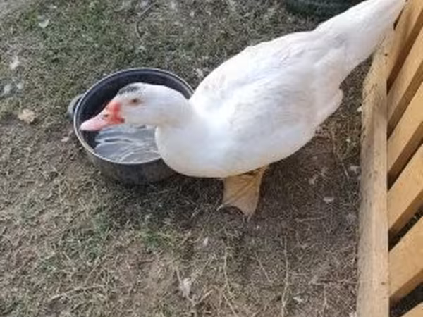 Ducks — Hungary