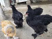 براهما — الصورة 3